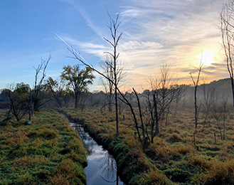 Wetland site showing the ground, trees, and the sunrise. 