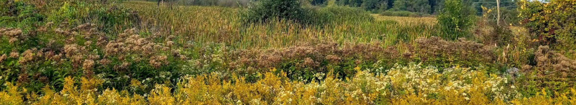 Wetlands Banner