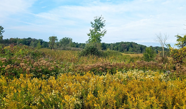 Davis Foster Wetland Image Rotate Size