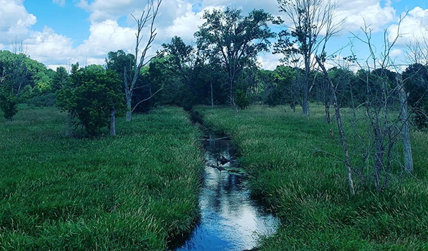 Nancy Moore Wetland Image Rotate Size