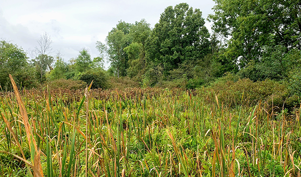 Tihart Cornell Wetland Rotate Image Size