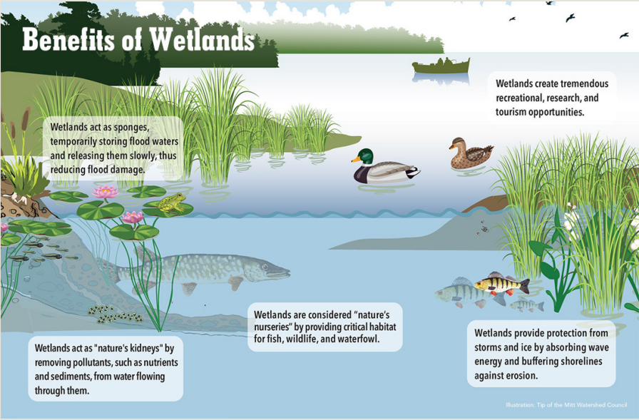 Benefits of Wetland Graphic