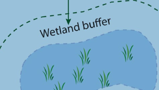 Wetland Buffer Graphic