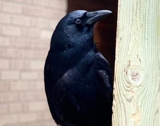 crow