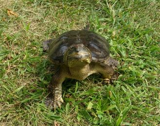 Snapping Turtle, turtle