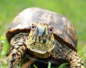 Eastern Box Turtle, turtle