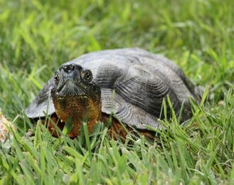 Wood Turtle, turtle