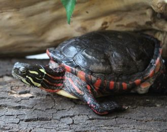 Painted Turtle, turtle