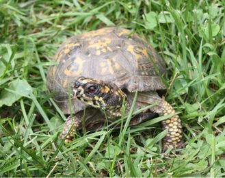 Eastern Box Turtle, turtle