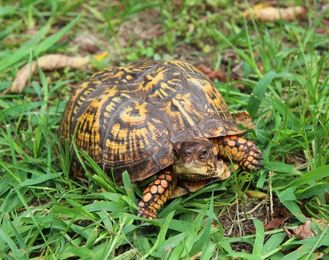 Eastern Box Turtle, turtle