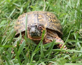 Eastern Box Turtle, turtle