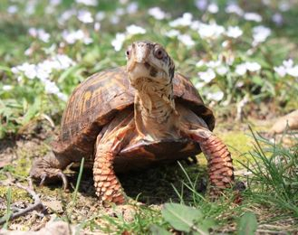 Eastern Box Turtle, turtle