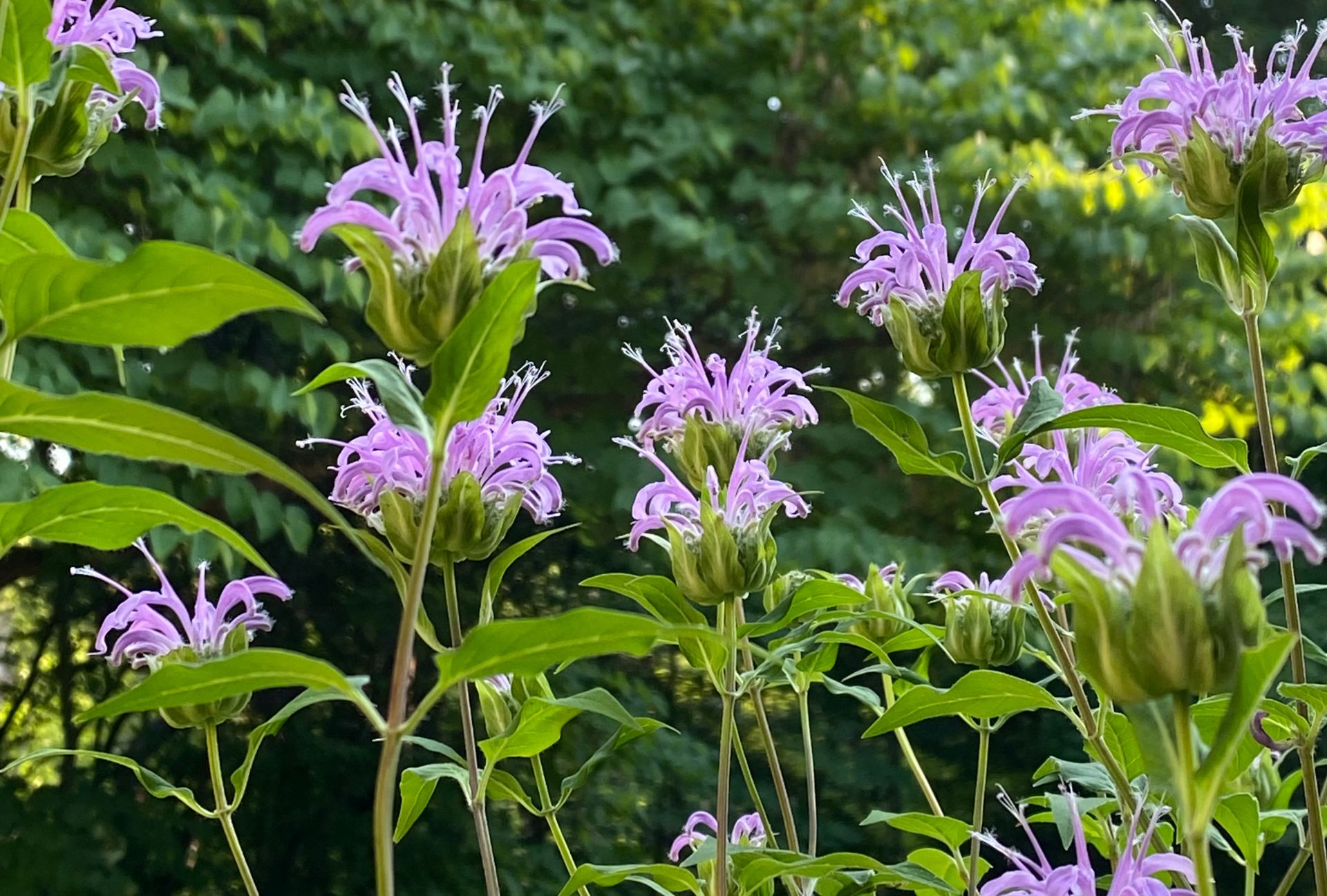 flowers, wildflowers