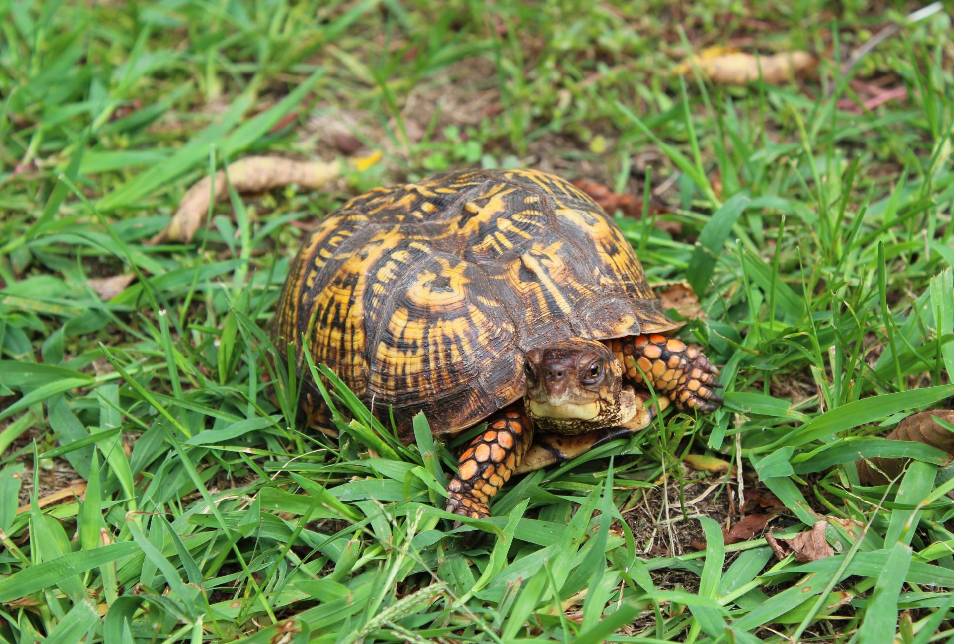 turtle, box turtle