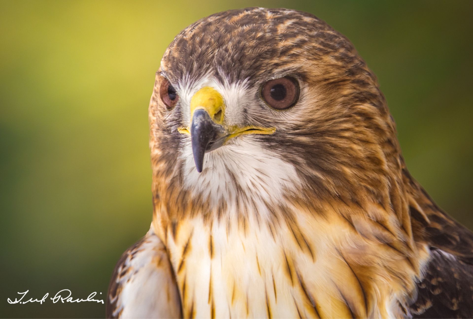 hawk, red-tailed hawk