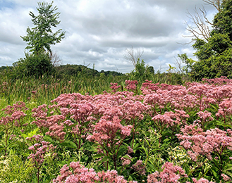 Davis Foster Wetland