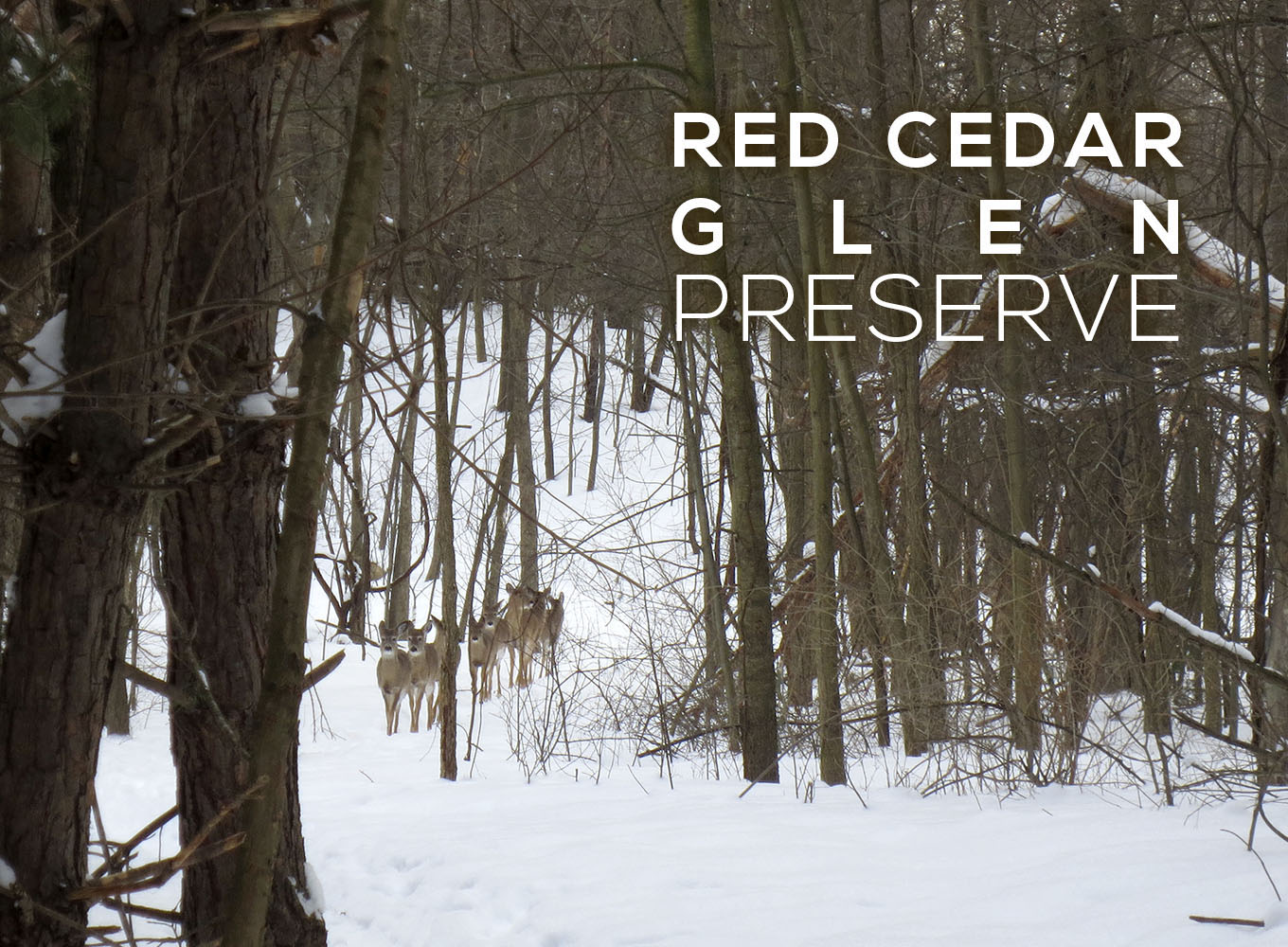 Red Cedar Glen Preserve