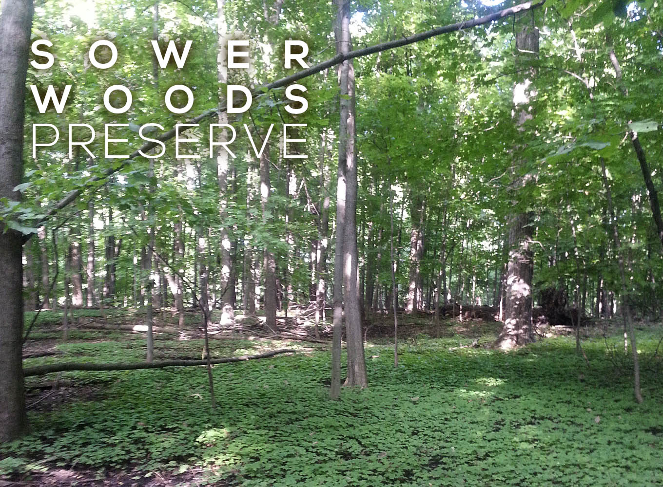 Sower Woods Preserve