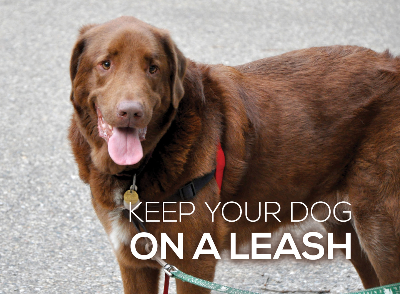 Keep Your Dog on a Leash