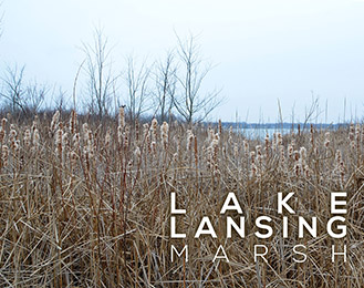 Lake Lansing Marsh