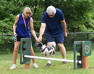 Meridian Small Dog Jumping in Park